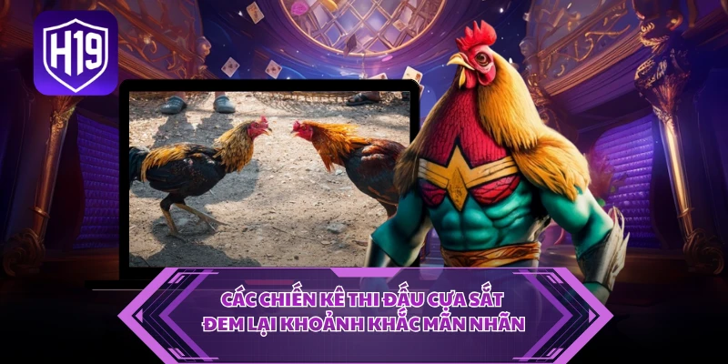 Các chiến kê thi đấu cựa sắt đem lại khoảnh khắc mãn nhãn